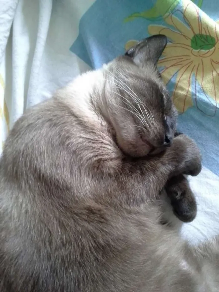 Gato ra a SRD idade 3 anos nome Doninha