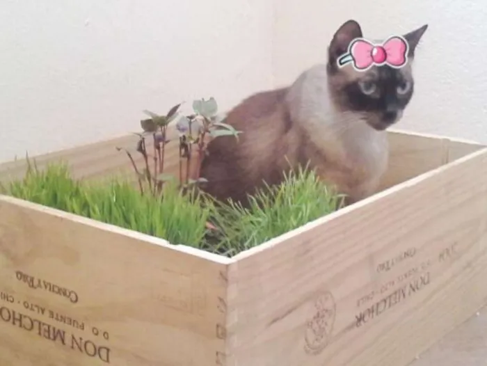 Gato ra a SRD idade 3 anos nome Doninha