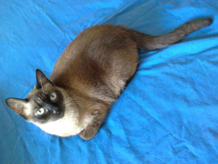 Gato ra a SRD idade 3 anos nome Doninha