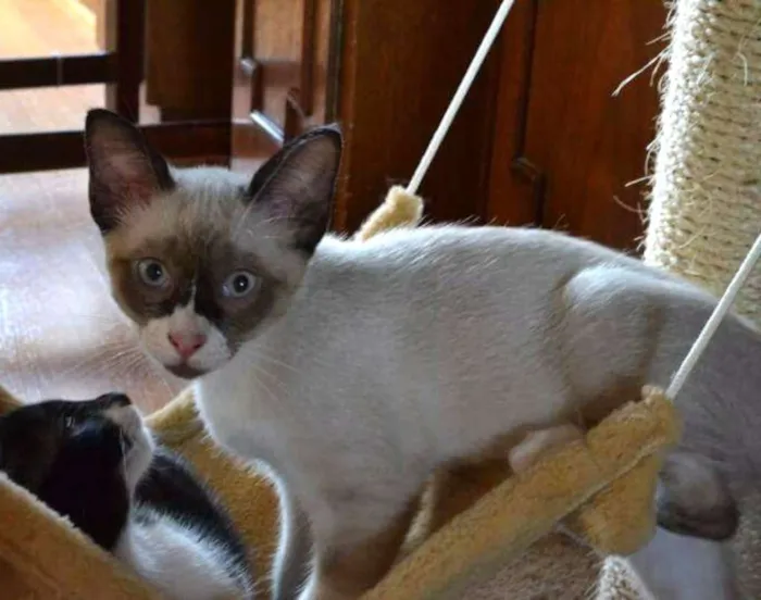 Gato raça Siamês idade 2 a 6 meses nome Filhotes de siameses