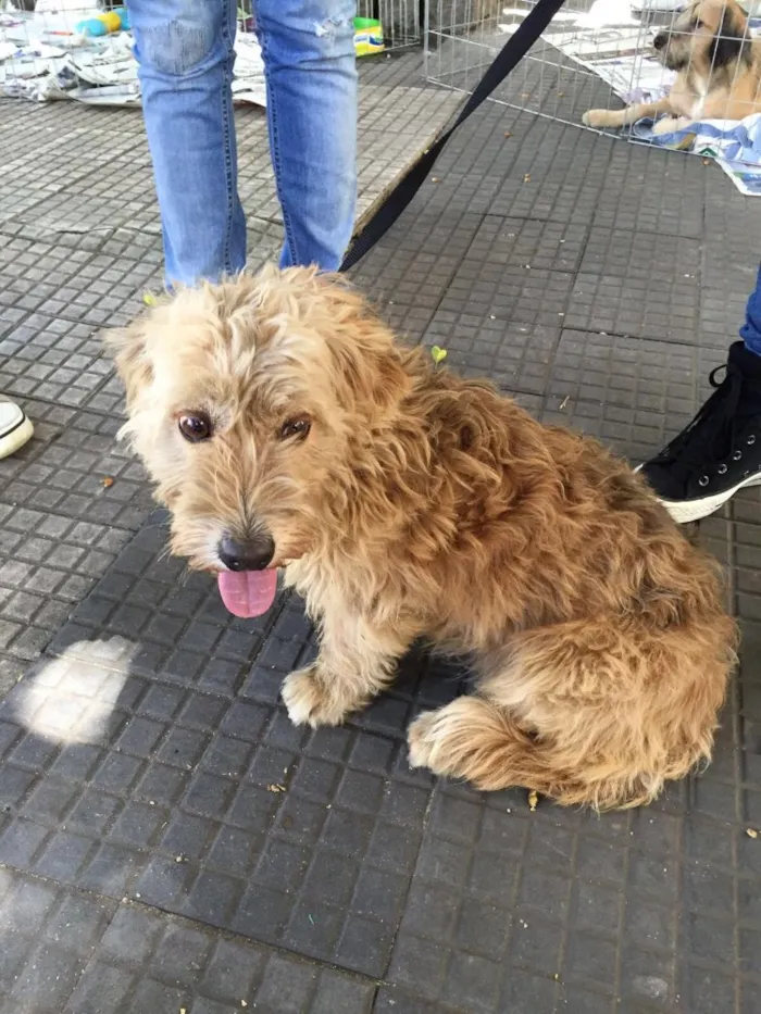 Cachorro ra a Desconhecida  idade 4 anos nome Sem nome 