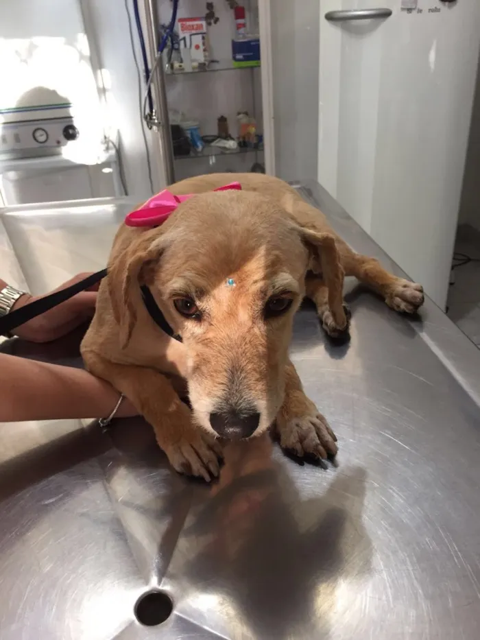 Cachorro ra a Desconhecida  idade 4 anos nome Sem nome 