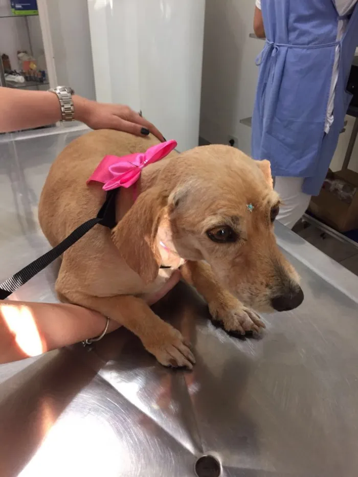 Cachorro ra a Desconhecida  idade 4 anos nome Sem nome 