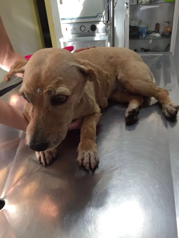 Cachorro ra a Desconhecida  idade 4 anos nome Sem nome 