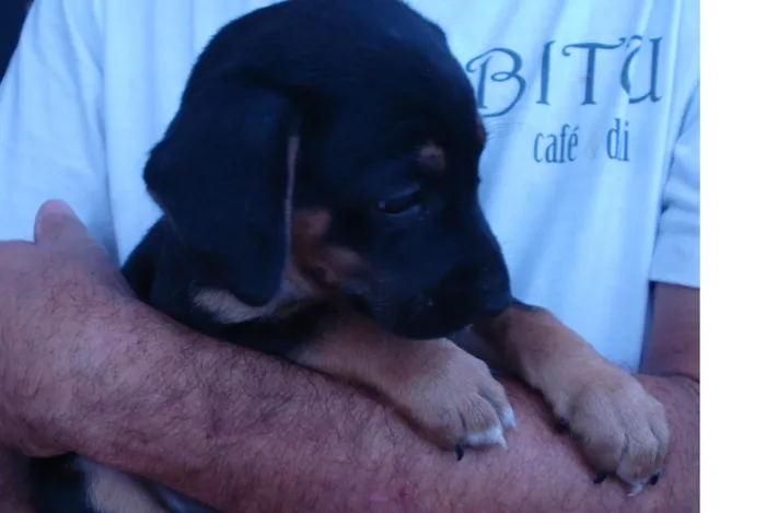 Cachorro ra a Viralatas idade 2 a 6 meses nome Nao tem 