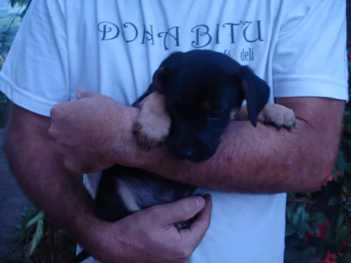 Cachorro ra a Viralatas idade 2 a 6 meses nome Nao tem 