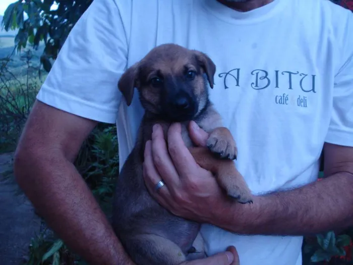 Cachorro ra a Viralatas idade 2 a 6 meses nome Nao tem 