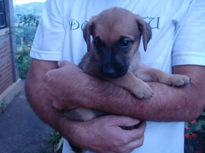 Cachorro ra a Viralatas idade 2 a 6 meses nome Nao tem 