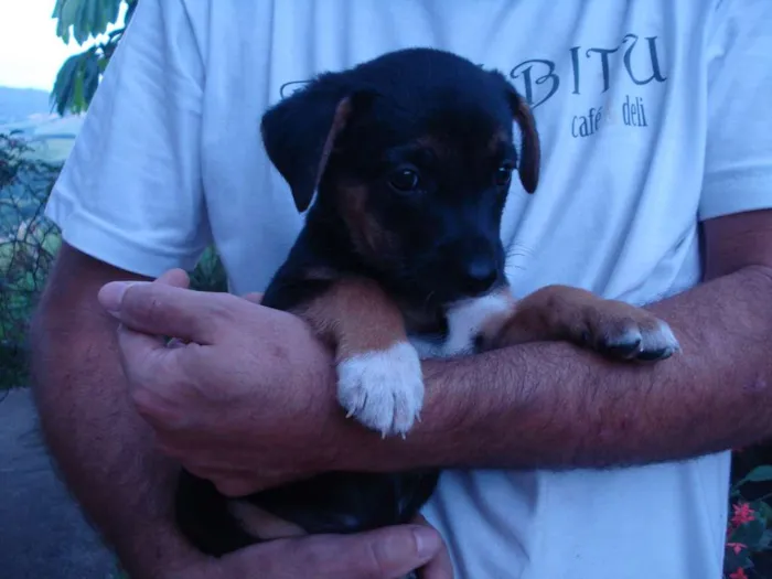 Cachorro ra a Viralatas idade 2 a 6 meses nome Nao tem 