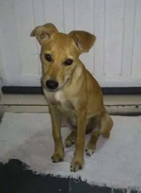 Cachorro ra a SRD idade 2 a 6 meses nome Nina
