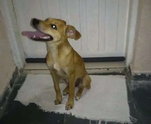 Cachorro ra a SRD idade 2 a 6 meses nome Nina