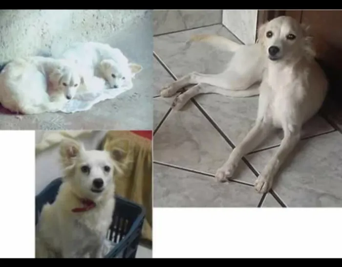 Cachorro ra a Vira lata idade 4 anos nome Dara e Vivi