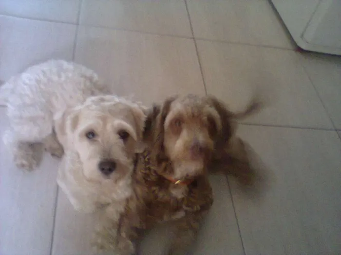 Cachorro ra a Poodle idade 3 anos nome Toddy e Maloy