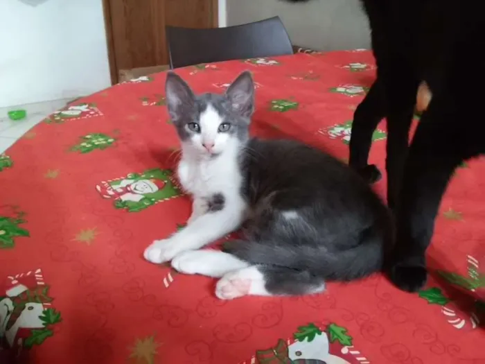 Gato ra a indefinida idade 2 a 6 meses nome Menininha