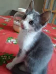 Menininha