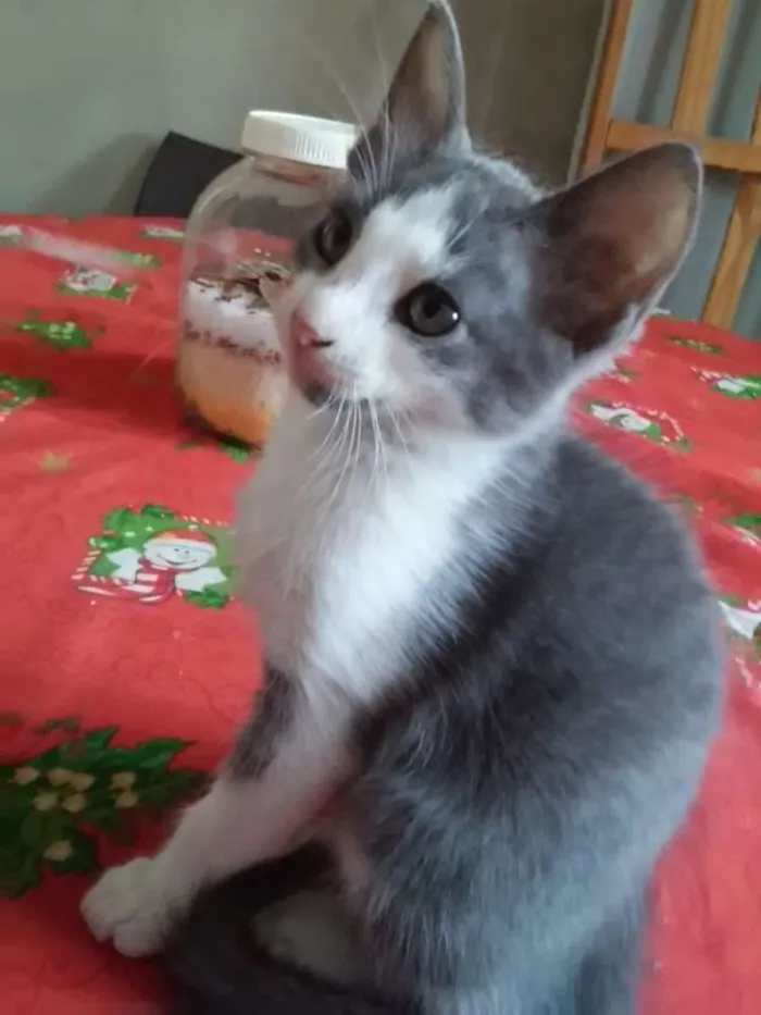 Gato ra a indefinida idade 2 a 6 meses nome Menininha
