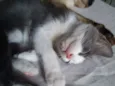 Menininha