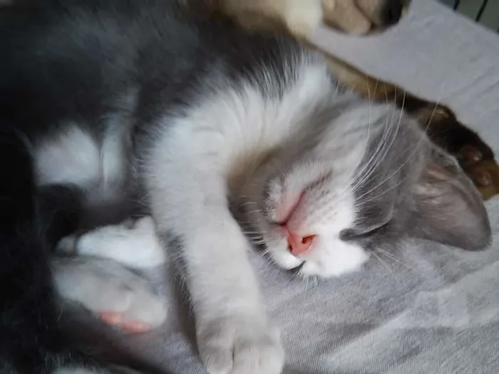 Gato ra a indefinida idade 2 a 6 meses nome Menininha
