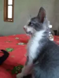 Menininha
