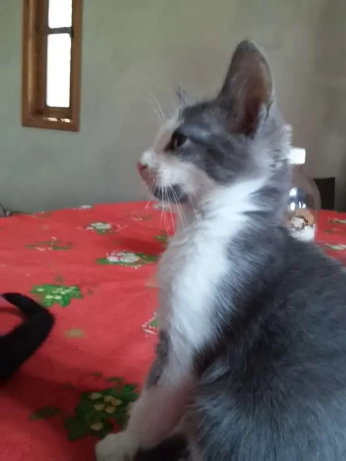 Gato ra a indefinida idade 2 a 6 meses nome Menininha