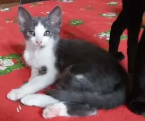 Gato raça indefinida idade 2 a 6 meses nome Menininha