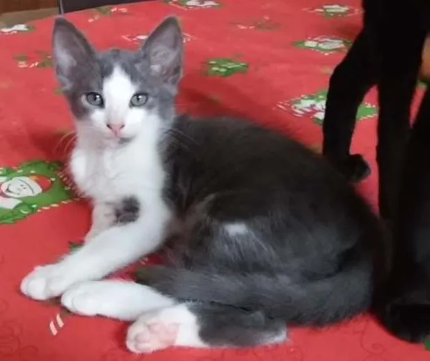 Gato ra a indefinida idade 2 a 6 meses nome Menininha