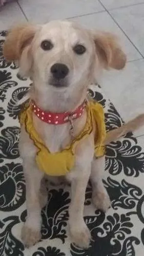 Cachorro ra a Srd idade 2 a 6 meses nome Luna