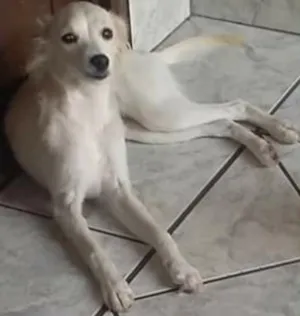 Cachorro raça Vira lata idade 4 anos nome Dara e Vivi