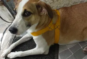 Cachorro raça Não sei idade  nome Não sei