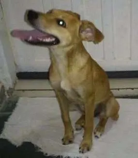 Cachorro raça SRD idade 2 a 6 meses nome Nina