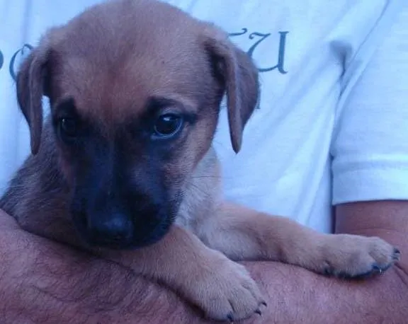Cachorro ra a Viralatas idade 2 a 6 meses nome Nao tem 