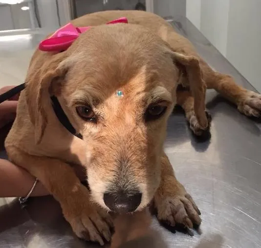 Cachorro ra a Desconhecida  idade 4 anos nome Sem nome 
