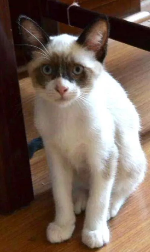 Gato raça Siamês idade 2 a 6 meses nome Filhotes de siameses