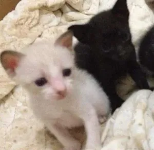 Gato raça  idade Abaixo de 2 meses nome Varios