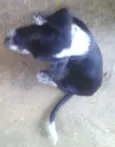 bobi