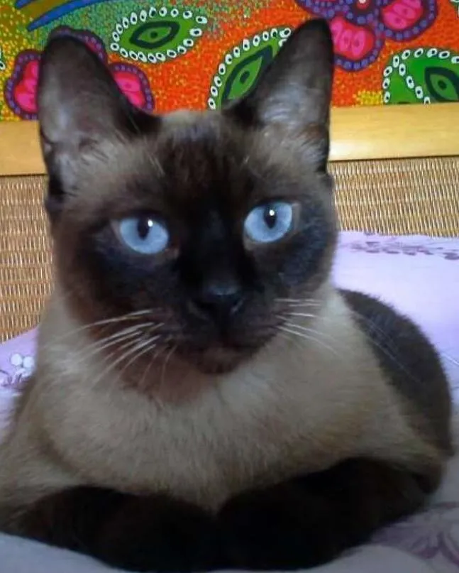 Gato ra a SRD idade 3 anos nome Doninha