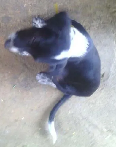 Cachorro ra a viralat idade 2 a 6 meses nome bobi