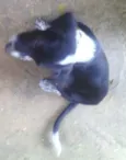 bobi