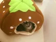 Pufoso