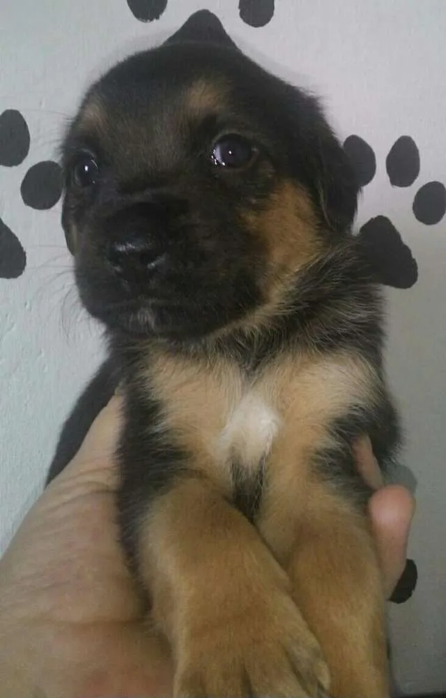 Cachorro ra a srd idade Abaixo de 2 meses nome Sem nome