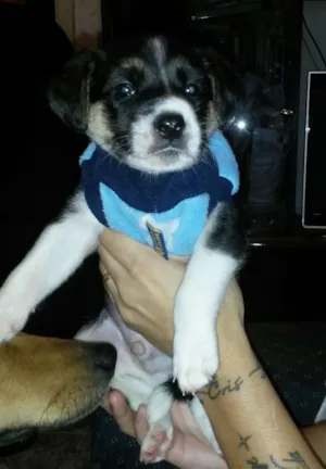 Cachorro raça srd idade Abaixo de 2 meses nome Sem nome