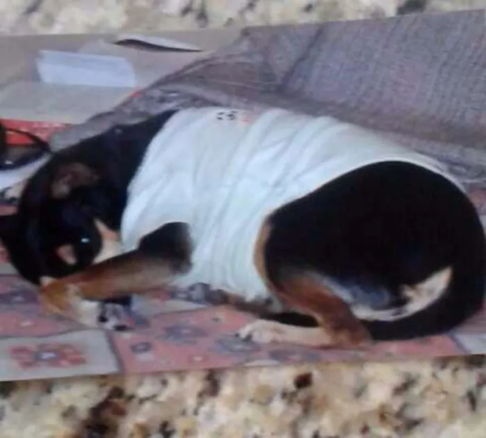 Cachorro ra a Pinscher idade 6 ou mais anos nome sarah GRATIFICA