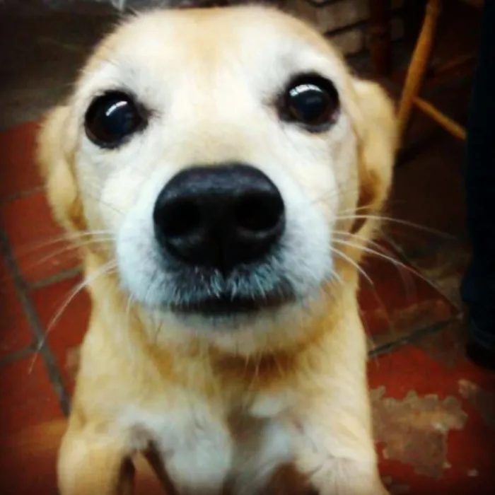 Cachorro raça Viralata idade 6 ou mais anos nome Kidy