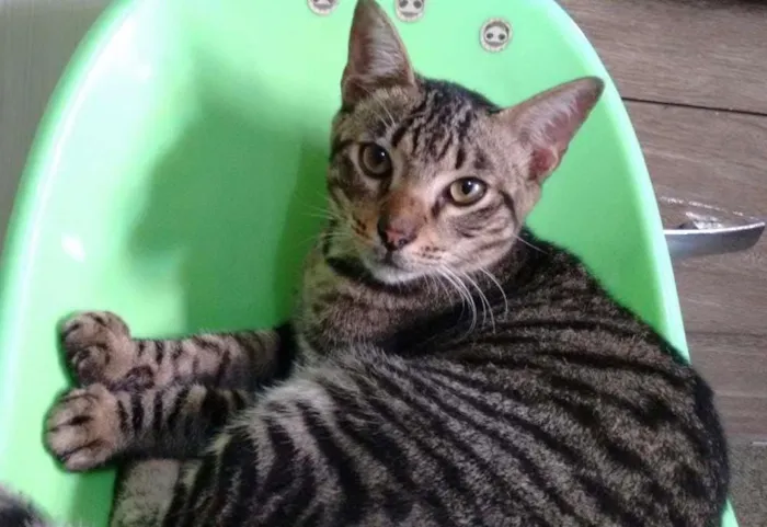 Gato ra a  idade 7 a 11 meses nome Zebrinha