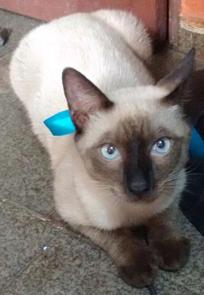 Gato ra a  idade 7 a 11 meses nome Branquinho