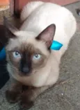 Branquinho