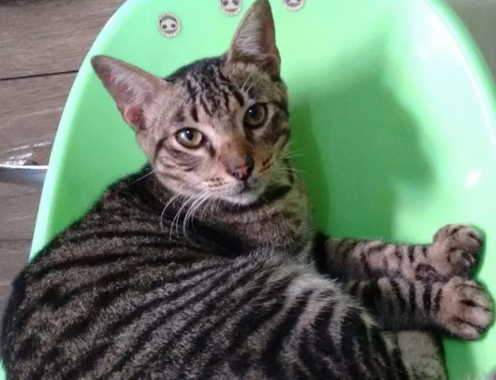 Gato ra a  idade 7 a 11 meses nome Zebrinha
