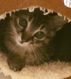 Gato raça Srd idade 2 a 6 meses nome Pufoso