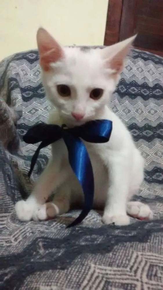 Gato ra a  idade 2 a 6 meses nome pinta