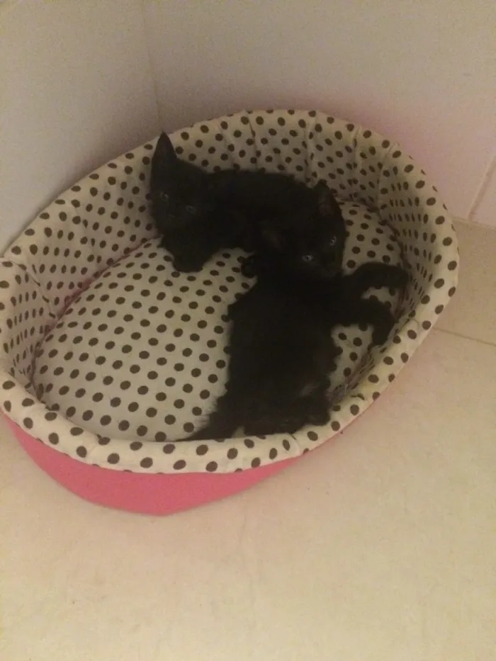 Gato ra a Srd idade Abaixo de 2 meses nome Sem nomes 